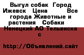 Выгул собак. Город Ижевск › Цена ­ 150 - Все города Животные и растения » Собаки   . Ненецкий АО,Тельвиска с.